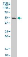 Anti-IDH2 Mouse Polyclonal Antibody