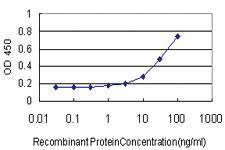 Anti-TRIP13 Mouse Monoclonal Antibody [clone: 3A5]