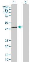 Anti-DPPA2 Mouse Polyclonal Antibody