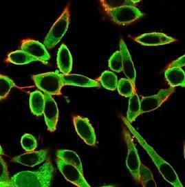 Immunofluorescent analysis of PFA-fixed HeLa cells stained with Anti-PBX1 Antibody [PCRP-PBX1-3C8] followed by Goat Anti-Mouse IgG (CF&#174; 488) (Green). CF&#174; 640A Phalloidin (Red)