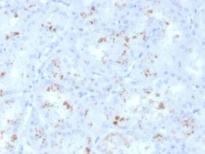 Immunohistochemical analysis of formalin-fixed, paraffin-embedded human kidney using Anti-RBP4 Antibody [RBP4/4050]