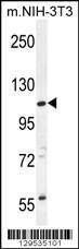 Anti-CCDC158 Rabbit Polyclonal Antibody (Biotin)