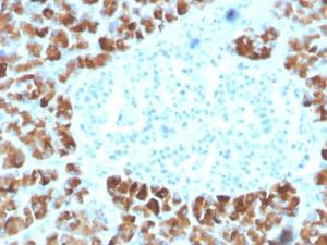 Immunohistochemical analysis of formalin-fixed, paraffin-embedded human pancreas using Anti-INSM2 Antibody [INSM2/4291]