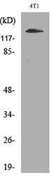 Western blot analysis of lysate from 4T1 cells using Anti-ITGAD Antibody