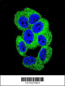 Anti-PCDH20 Rabbit Polyclonal Antibody (AP (Alkaline Phosphatase))