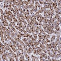 Anti-MS4A13 Rabbit Polyclonal Antibody