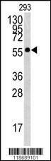 Anti-BTBD1 Rabbit Polyclonal Antibody