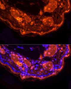 Anti-Loricrin Rabbit Polyclonal Antibody