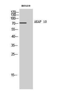 Western blot analysis of mouse cells using Anti-AKAP10 Antibody