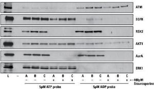 Kinase enrichment kits, Pierce™