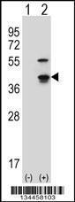 Anti-CDK3 Rabbit Polyclonal Antibody (Biotin)