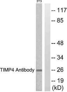 Anti-TIMP4 Rabbit Polyclonal Antibody