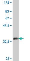 Anti-DMC1 Mouse Polyclonal Antibody