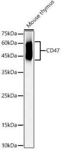 Western blot analysis of Mouse thymus, using Anti-CD47 Antibody (A309319) at 1:900 dilution. The secondary antibody was Goat Anti-Rabbit IgG H&L Antibody (HRP) at 1:10,000 dilution.