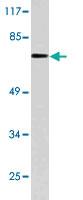 Anti-C9 Rabbit Polyclonal Antibody