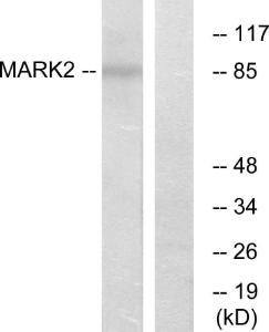 Antibody anti-MARK2 A96048-100 100 µg