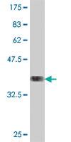 Anti-CLPS Mouse Polyclonal Antibody