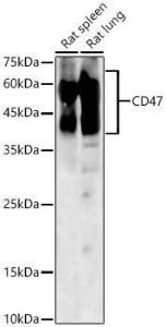 Western blot analysis of variou