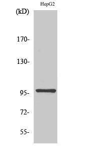 Western blot analysis of various cells using Anti-MEKKK 1 Antibody