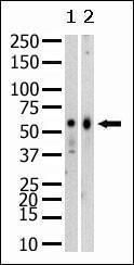 Anti-SETD8 Mouse Monoclonal Antibody [clone: 10i69]