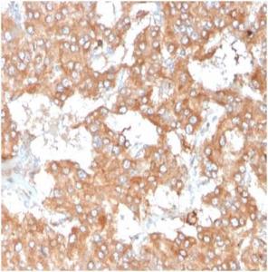 Immunohistochemical analysis of formalin-fixed, paraffin-embedded human adrenal gland tissue using Anti-IL-2 Antibody [IL2/3950]