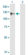 Anti-CLSTN1 Rabbit Polyclonal Antibody