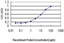 Anti-LMO3 Mouse Monoclonal Antibody [clone: 3G7]