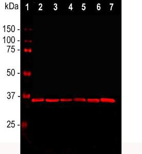 Anti-GAPDH Mouse Monoclonal Antibody [clone: 1D4]