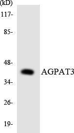 Antibody anti-AGPAT3 A96970-100 100 µg