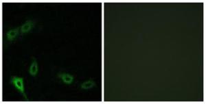 Antibody anti-MARK2 A96048-100 100 µg