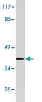 Anti-CD55 Rabbit Polyclonal Antibody