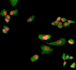 HeLa cells were stained with Anti-Muscleblind Like Protein 1 Antibody (1: 1,000) Muscleblind-like protein 1 is present in the nucleus of HeLa cells