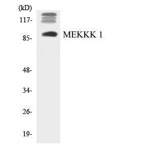 Western blot analysis of the lysates from HUVEC cells using Anti-MEKKK 1 Antibody