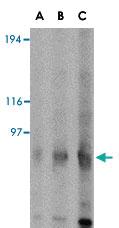 Anti-GRIK4 Rabbit Polyclonal Antibody