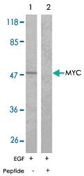 Anti-MYC Rabbit Polyclonal Antibody