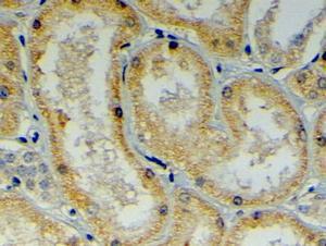 Anti-DNAJB9 Antibody (A84007) (4 µg/ml) staining of paraffin embedded Human Kidney. Steamed antigen retrieval with citrate buffer pH 6, HRP-staining