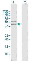 Anti-SIGIRR Rabbit Polyclonal Antibody