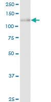 Anti-CLSTN1 Rabbit Polyclonal Antibody