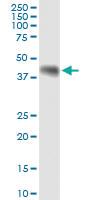 Anti-WNT8A Polyclonal Antibody Pair