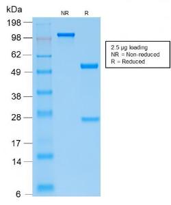 Antibody A249769-100 100 µg