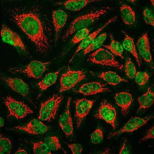 Immunofluorescent analysis of HeLa cells stained with Anti-Muscleblind Like Protein 1 Antibody [1H1] (A85383)