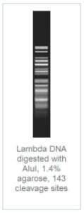 FERMFD0014 - ENZYME FD ALUI 100µL 100RXN