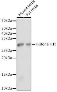 Anti-Histone H1 antibody