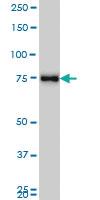 Anti-MARCH7 Mouse Monoclonal Antibody [clone: 2B9]