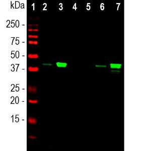 Western blot analysis of cytosol or nuclear enriched fractions of whole cell lysates, using Anti-Muscleblind Like Protein 1 Antibody [1H1] (A85383)