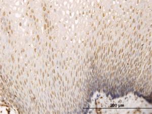 Anti-SH3D19 Mouse Monoclonal Antibody [clone: 5C7]