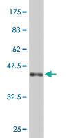 Anti-NOD1 Mouse Polyclonal Antibody