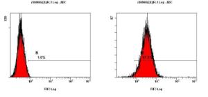 Anti-Podocalyxin Rabbit Polyclonal Antibody