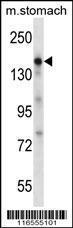 Anti-EGF Rabbit Polyclonal Antibody