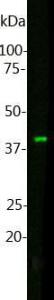 Western blot analysis of Anti-Muscleblind Like Protein 1 Antibody Blot of HL60 cell lysate was probed with Anti-Muscleblind Like Protein 1 Antibody (1:1,000) The antibody binds Muscleblind-like protein 1 at ~40kDa, as expected